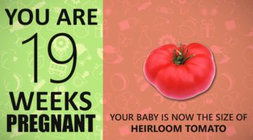19 Weeks Pregnant Guide