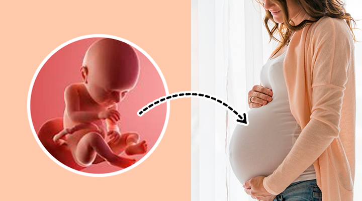 40 Week Pregnant guide, Baby size in 40 weeks pregnancy, How baby looks like in 40 weeks pregnancy